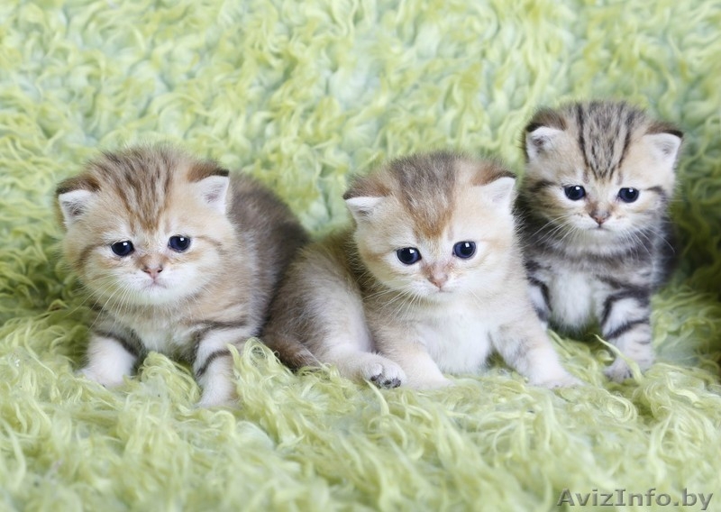 британсие котята редких окрасов - Изображение #1, Объявление #1124616