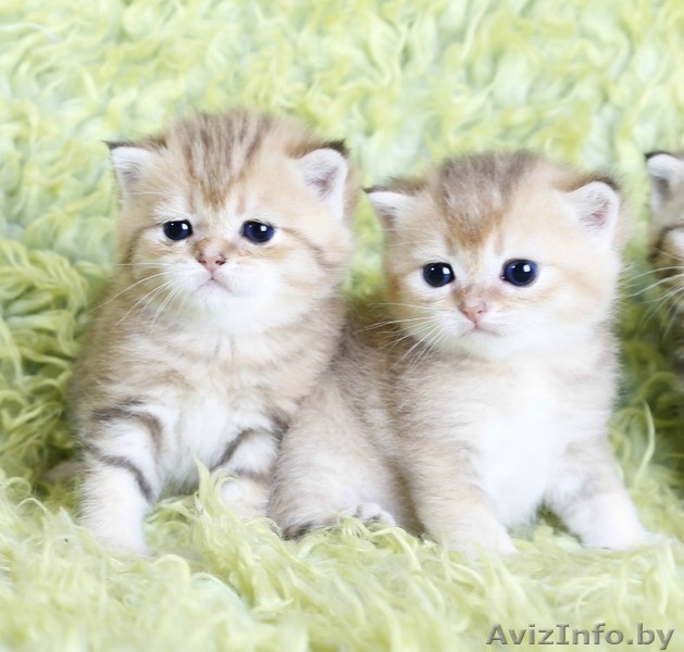 британсие котята редких окрасов - Изображение #2, Объявление #1124616