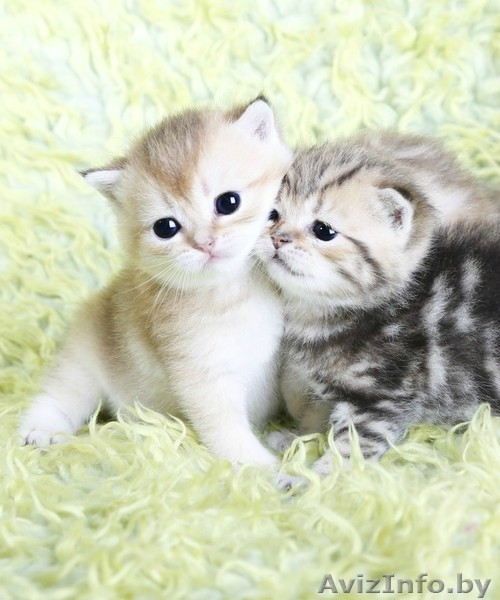 британсие котята редких окрасов - Изображение #3, Объявление #1124616