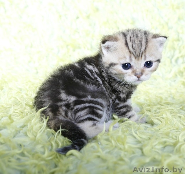 британсие котята редких окрасов - Изображение #4, Объявление #1124616