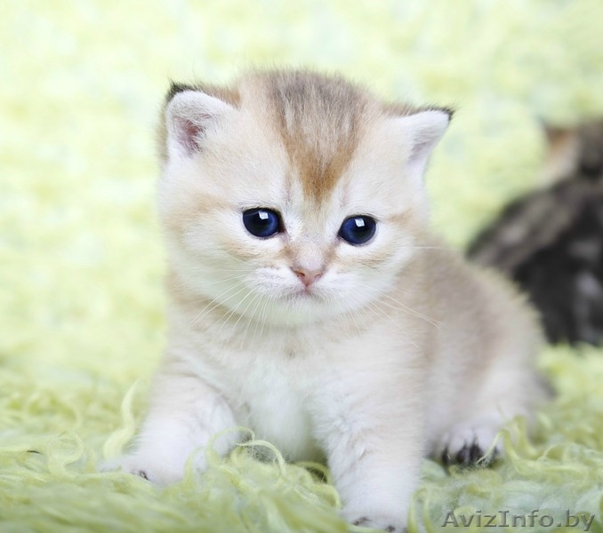 британсие котята редких окрасов - Изображение #6, Объявление #1124616