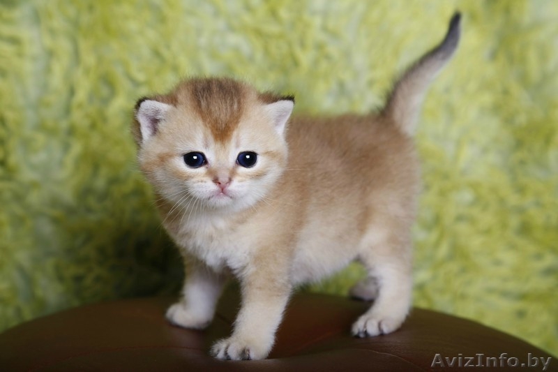 британсие котята редких окрасов - Изображение #7, Объявление #1124616
