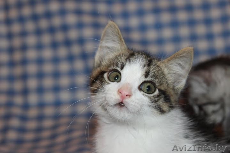 ласковые игривые котята 2 мес в дар - Изображение #1, Объявление #1124234