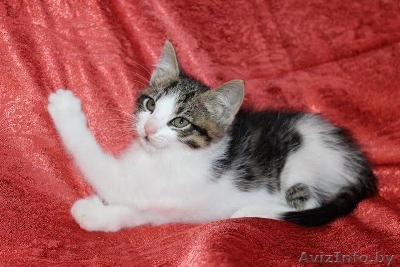 ласковые игривые котята 2 мес в дар - Изображение #5, Объявление #1124234