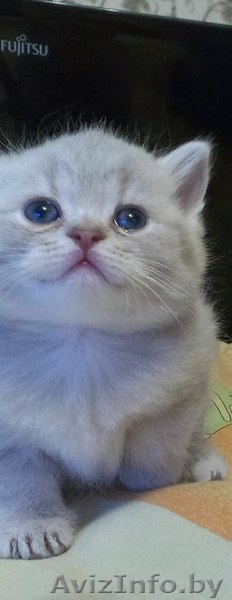 Продаются котята породы шотландская вислоухая - Изображение #3, Объявление #1126564