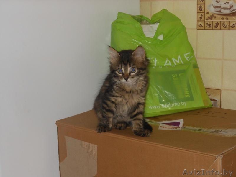 Миленькие котята в добрые руки - Изображение #1, Объявление #1121883