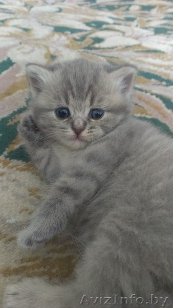 Продаются котята породы шотландская вислоухая - Изображение #1, Объявление #1126564