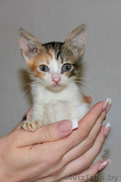 Миниатюрная девочка в дар!!! - Изображение #2, Объявление #1122127