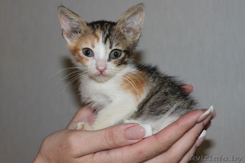 Миниатюрная девочка в дар!!! - Изображение #1, Объявление #1122127