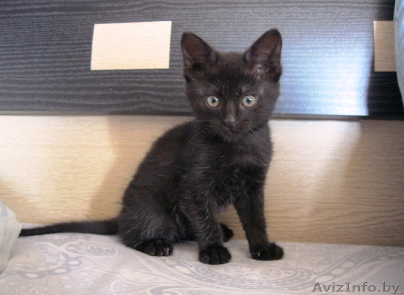Домашний чёрный котёнок 2 месяца - Изображение #4, Объявление #1125051