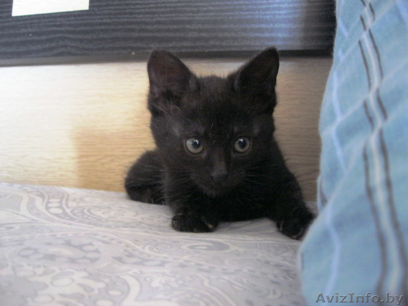 Домашний чёрный котёнок 2 месяца - Изображение #5, Объявление #1125051