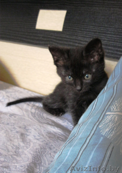 Домашний чёрный котёнок 2 месяца - Изображение #1, Объявление #1125051