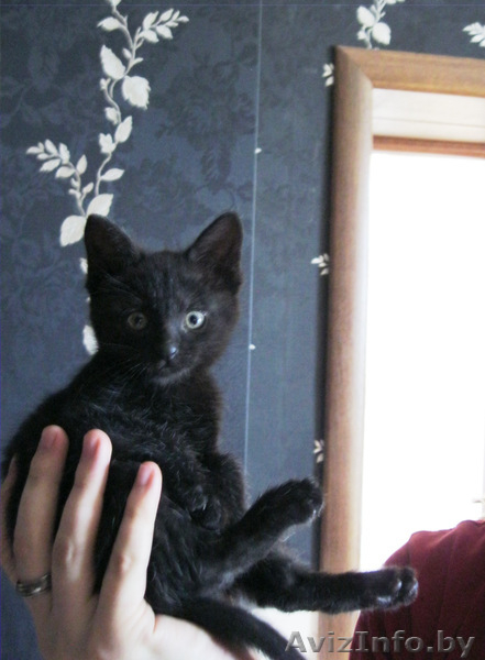 Домашний чёрный котёнок 2 месяца - Изображение #3, Объявление #1125051