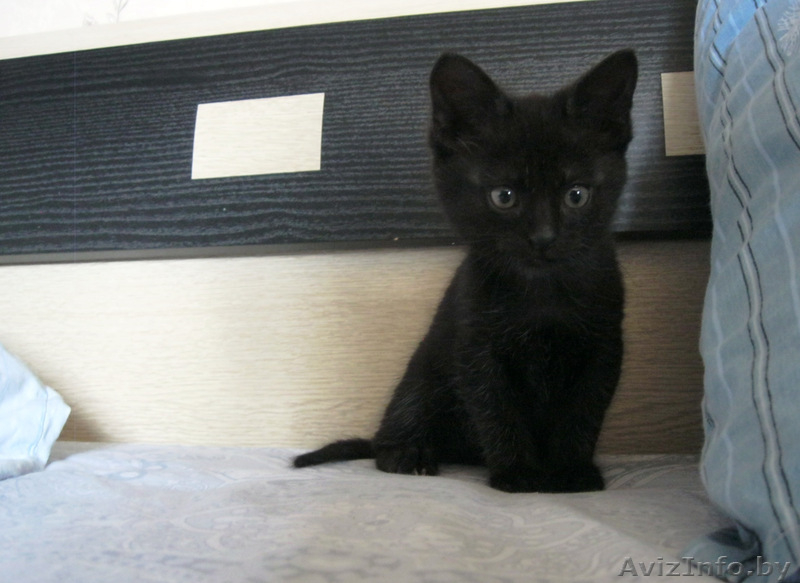 Домашний чёрный котёнок 2 месяца - Изображение #6, Объявление #1125051