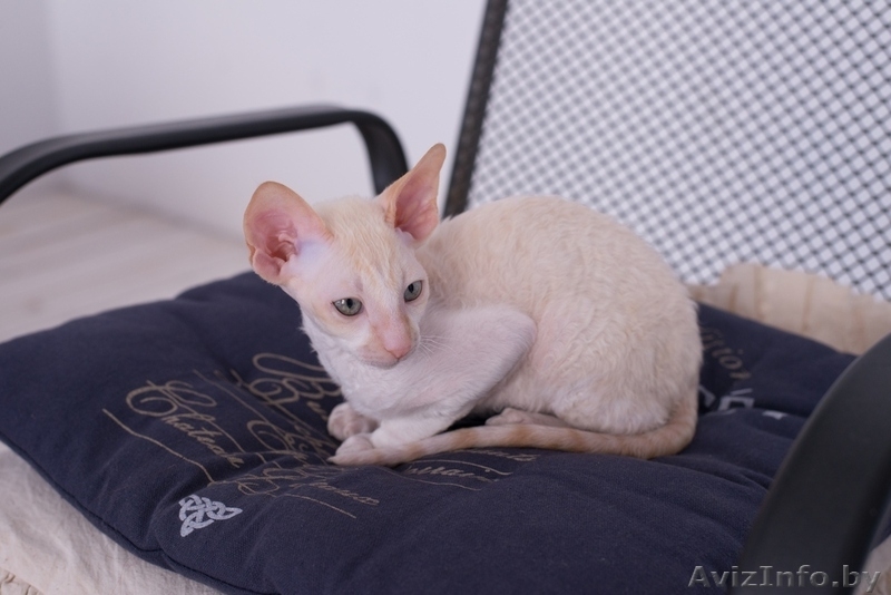 Котенок корниш рекс из питомника CUTIE COIL - Изображение #1, Объявление #1124290