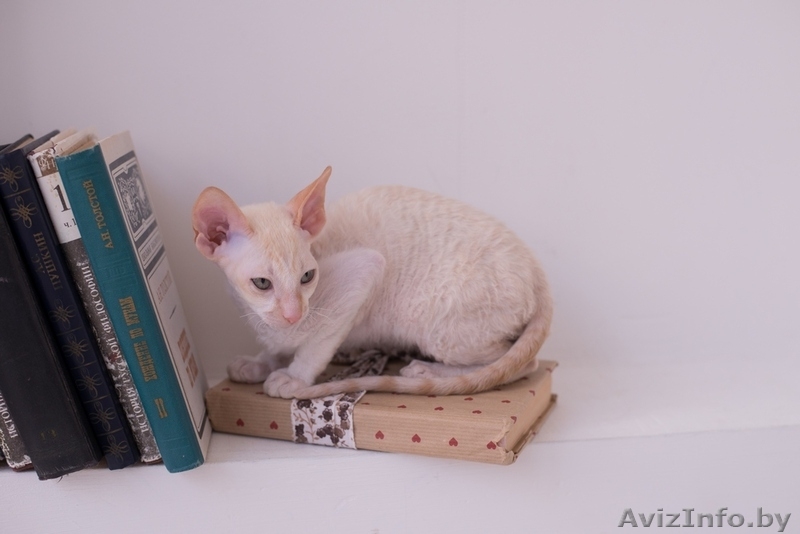 Котенок корниш рекс из питомника CUTIE COIL - Изображение #3, Объявление #1124290
