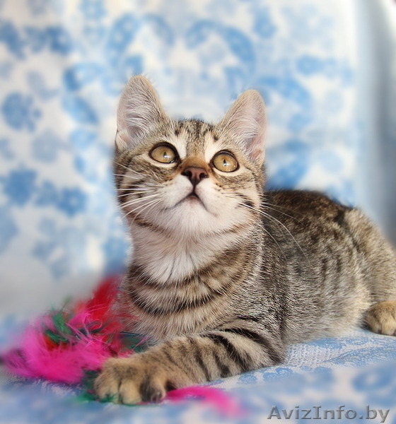 Полосатики Казик и Юзик ищут дом! - Изображение #1, Объявление #1123070