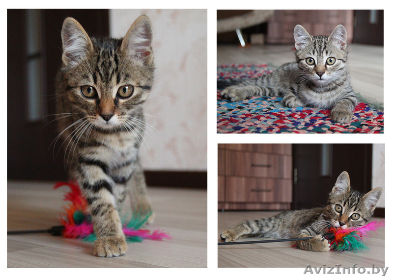 Полосатики Казик и Юзик ищут дом! - Изображение #2, Объявление #1123070