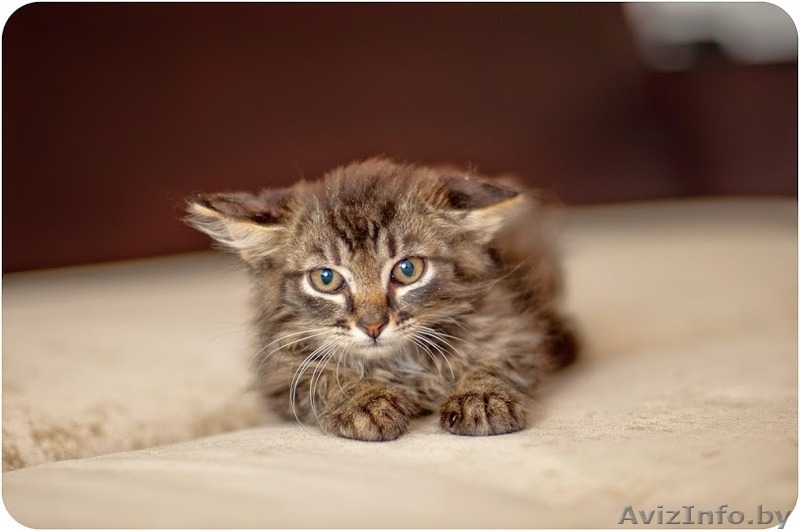 Котятки в дар!!! - Изображение #2, Объявление #1122126