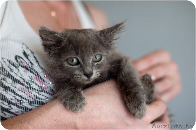 Котятки в дар!!! - Изображение #1, Объявление #1122126