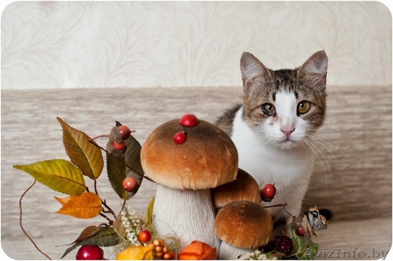 Кошечка Шанхай в дар!!!! - Изображение #1, Объявление #1122123