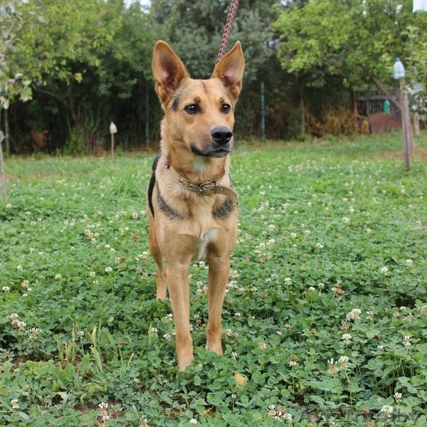 Фрида - прекрасная собака для ответственного человека - Изображение #2, Объявление #1133410