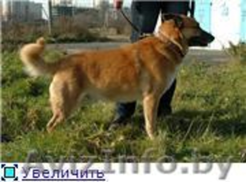 Кунак - лучший друг навсегда! - Изображение #4, Объявление #1139251