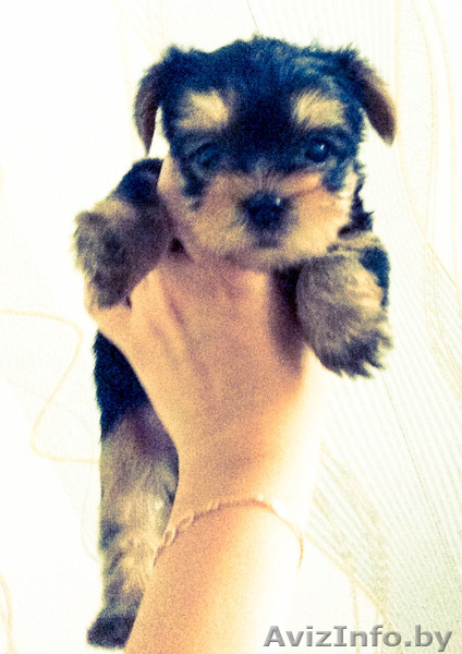 Миленькие щеночки йоркширского терьера с прекрасной родословной - Изображение #1, Объявление #1127430