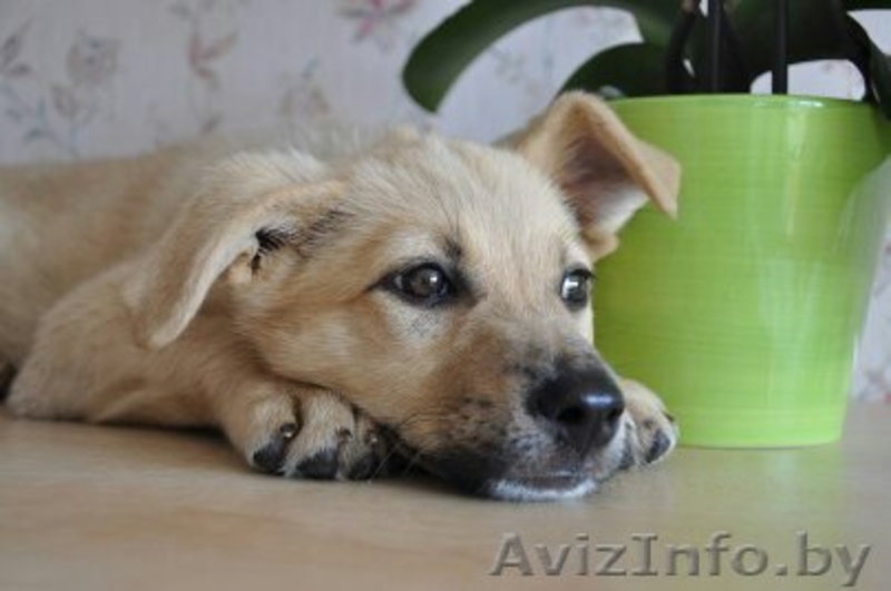 Малышка-очаровашка в дар - Изображение #2, Объявление #1134191