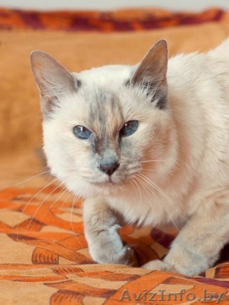 Достойная Кошь для серьезного Человека - Изображение #1, Объявление #1127313