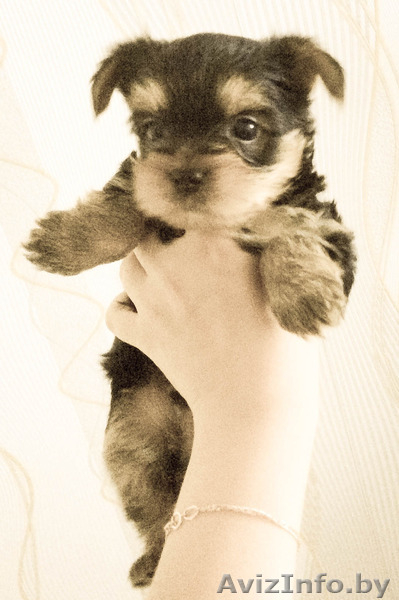 Миленькие щеночки йоркширского терьера с прекрасной родословной - Изображение #2, Объявление #1127430