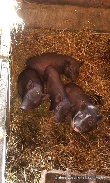 Вьетнамская вислобрюхая свинья - Изображение #1, Объявление #1136762