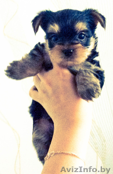 Миленькие щеночки йоркширского терьера с прекрасной родословной - Изображение #3, Объявление #1127430