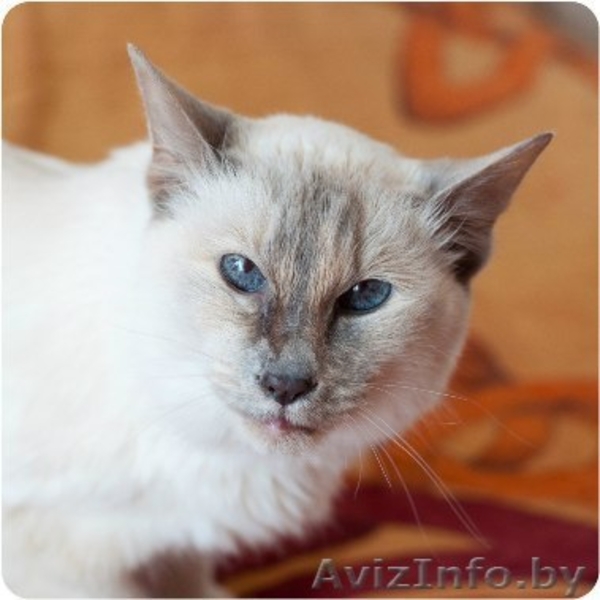 Достойная Кошь для серьезного Человека - Изображение #3, Объявление #1127313