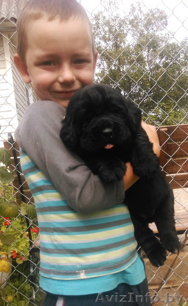 элитные щенки ньюфаундленда - Изображение #3, Объявление #1139347