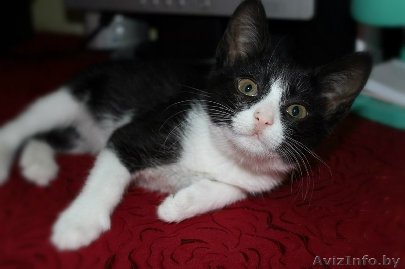 Маенький Патрик ищет свой дом! Котёнок даром! - Изображение #2, Объявление #1130557