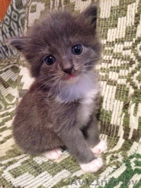 Милые котята в дар добрым и ответственным людям - Изображение #1, Объявление #1137986