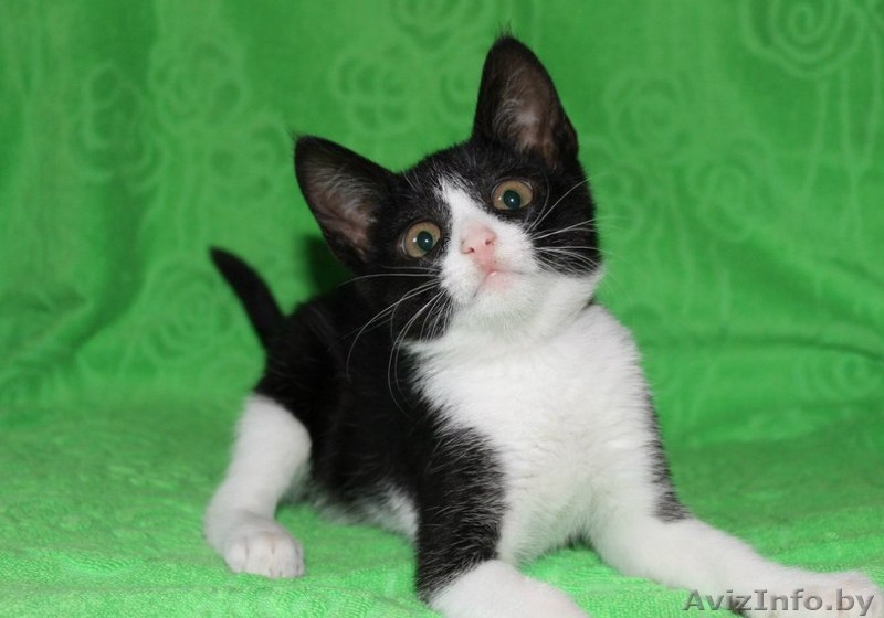 Маенький Патрик ищет свой дом! Котёнок даром! - Изображение #1, Объявление #1130557