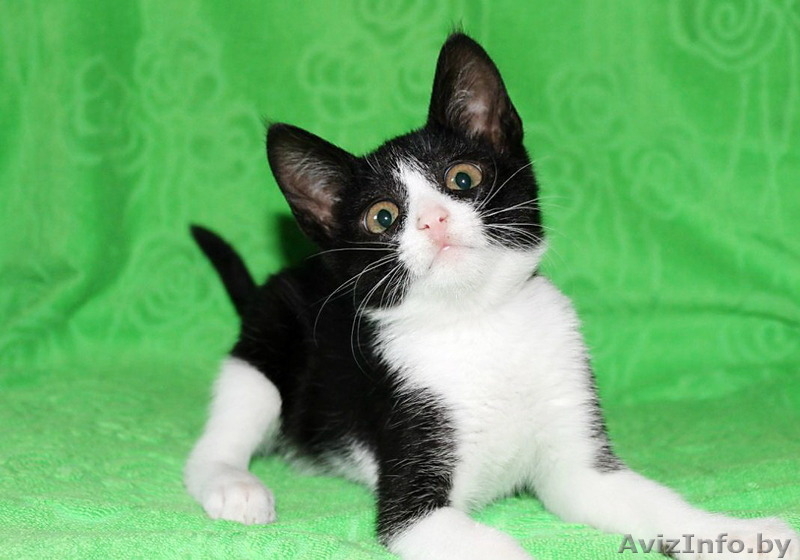 Черно-белый котенок в добрые руки! - Изображение #1, Объявление #1135927