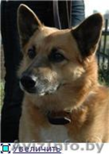 Кунак - лучший друг навсегда! - Изображение #1, Объявление #1139251