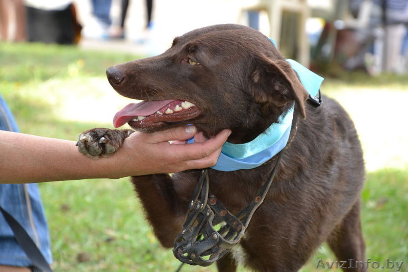 Чока - шоколадная собака в дар! - Изображение #3, Объявление #1139936