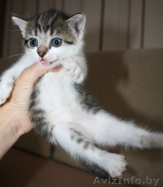 Милые котята в дар добрым и ответственным людям - Изображение #2, Объявление #1137986