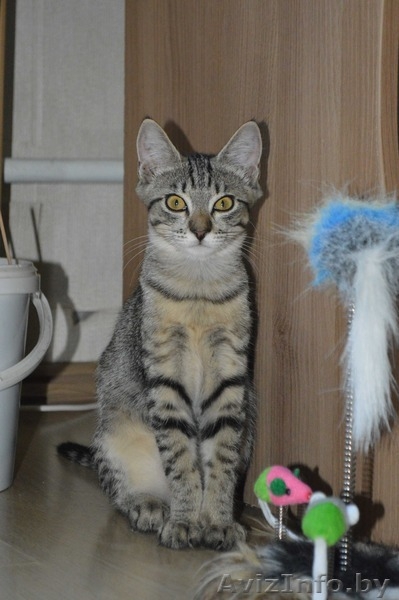 Шелли - малышка в полосатых штанишках в дар! - Изображение #2, Объявление #1127672