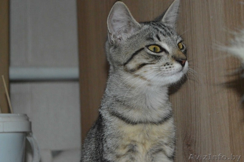 Шелли - малышка в полосатых штанишках в дар! - Изображение #3, Объявление #1127672