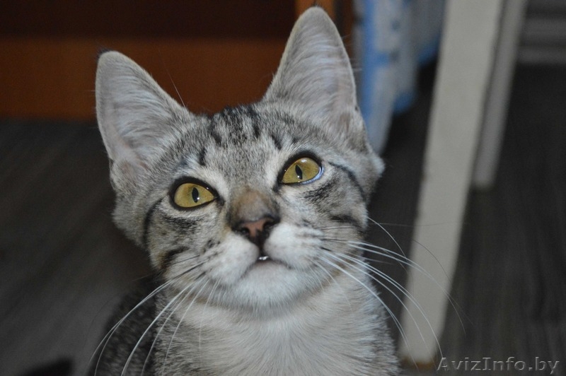 Шелли - малышка в полосатых штанишках в дар! - Изображение #5, Объявление #1127672