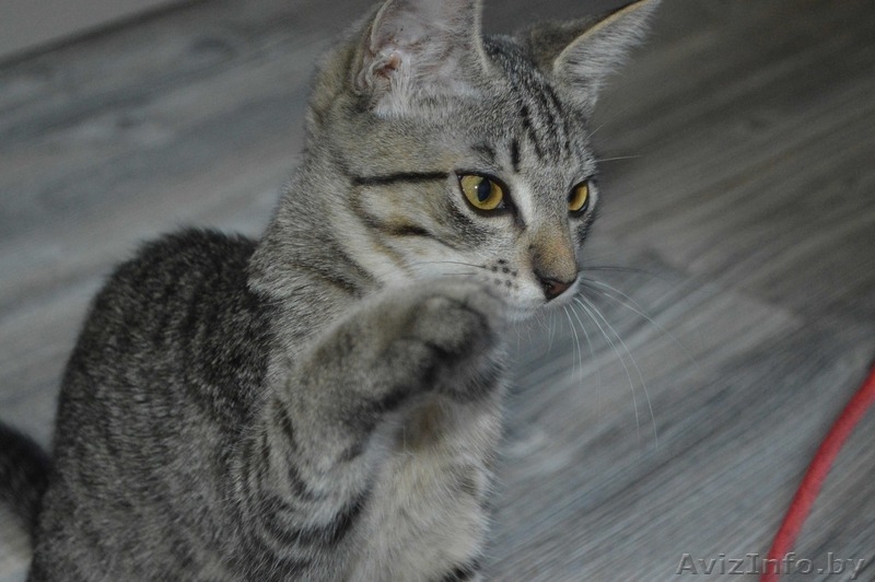 Шелли - малышка в полосатых штанишках в дар! - Изображение #4, Объявление #1127672