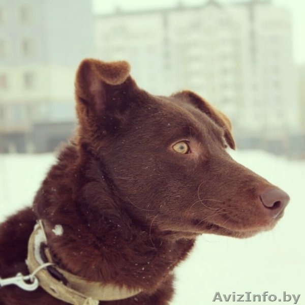 Чока - шоколадная собака в дар! - Изображение #2, Объявление #1139936