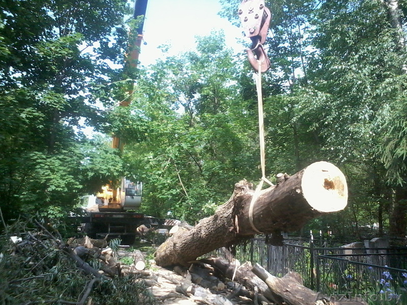 Расчистка участков от деревьев, зарослей, покос бурьяна. - Изображение #3, Объявление #1128713