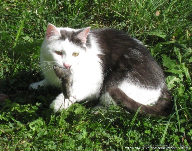 Два ласковых хороших кота ищут новый дом - Изображение #2, Объявление #1131145