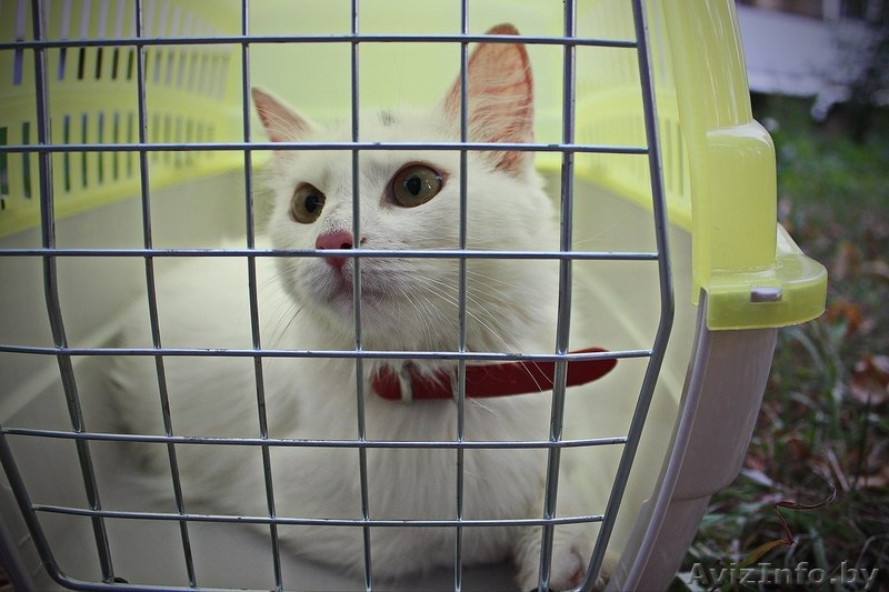 Белая кошечка, домашняя, ласковая, игривая ищет прежних или новых хозяев - Изображение #1, Объявление #1129234